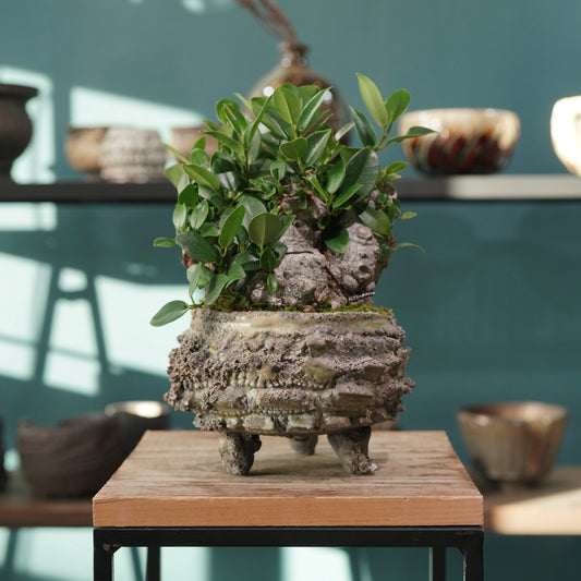 Ficus microcarpa(ガジュマル) × 宮島 將實 ”匣鉢穴窯灰埋焼成鉢” No.3