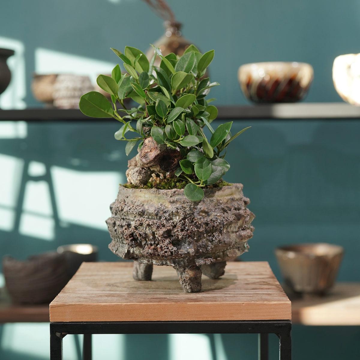 Ficus microcarpa(ガジュマル) × 宮島 將實 ”匣鉢穴窯灰埋焼成鉢” No.3
