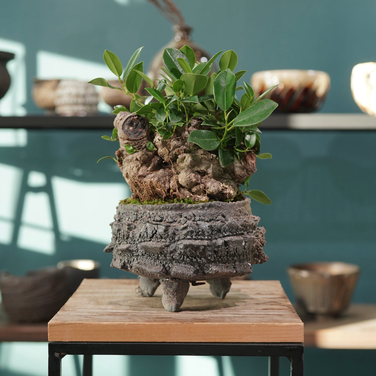Ficus microcarpa(ガジュマル) × 宮島 將實 ”匣鉢穴窯灰埋焼成鉢” No.3