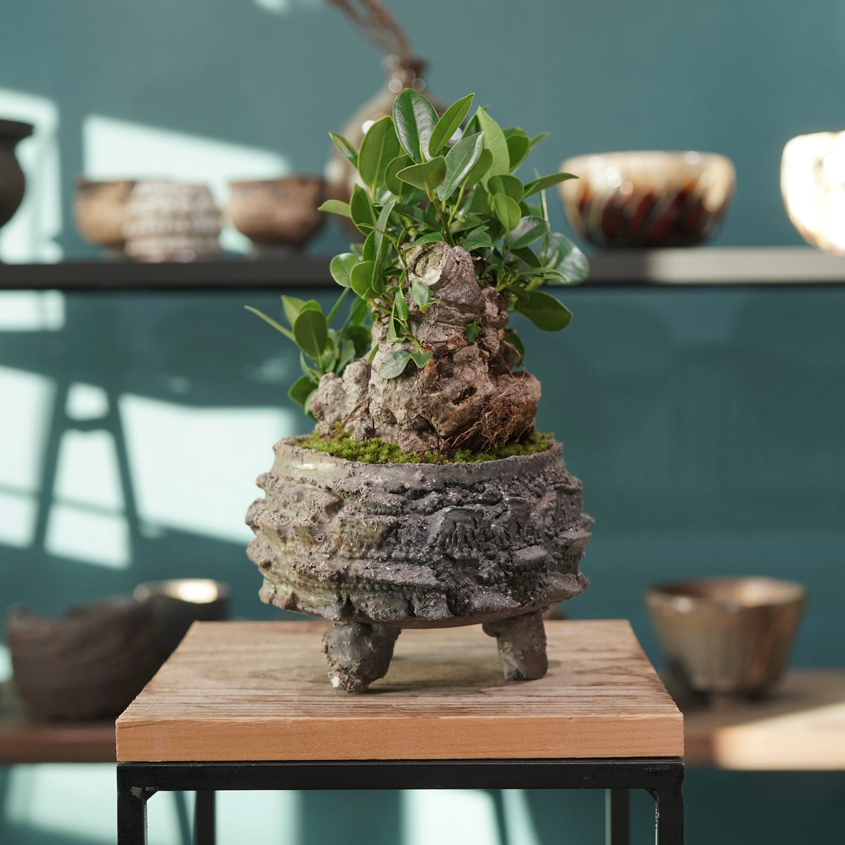 Ficus microcarpa(ガジュマル) × 宮島 將實 ”匣鉢穴窯灰埋焼成鉢” No.3