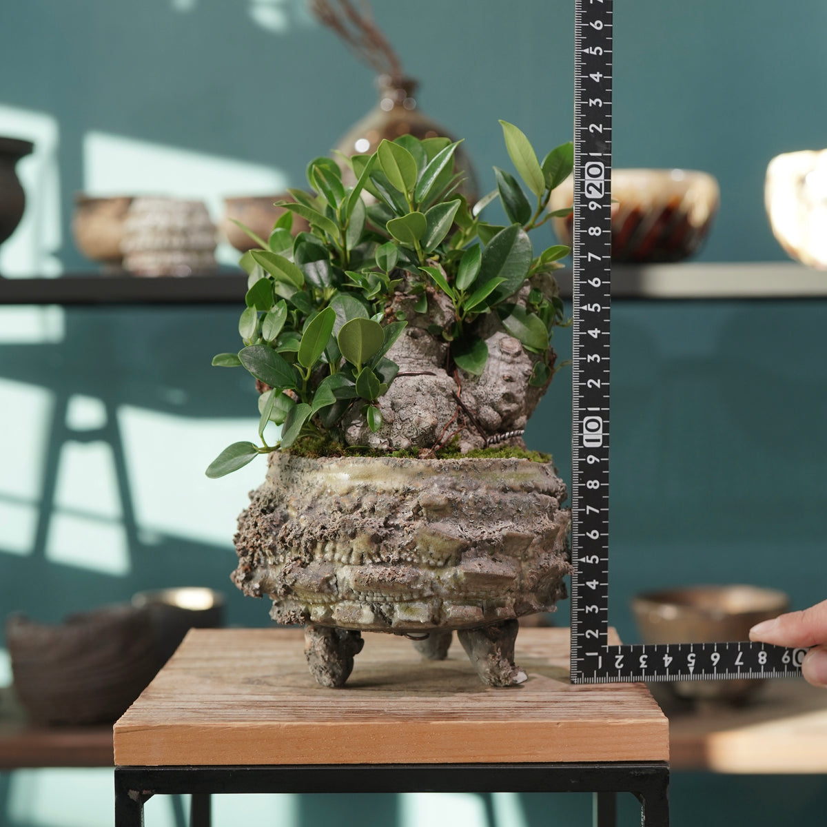 Ficus microcarpa(ガジュマル) × 宮島 將實 ”匣鉢穴窯灰埋焼成鉢” No.3