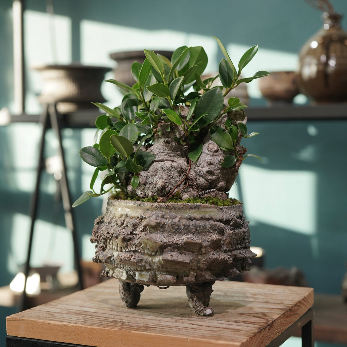 Ficus microcarpa(ガジュマル) × 宮島 將實 ”匣鉢穴窯灰埋焼成鉢” No.3