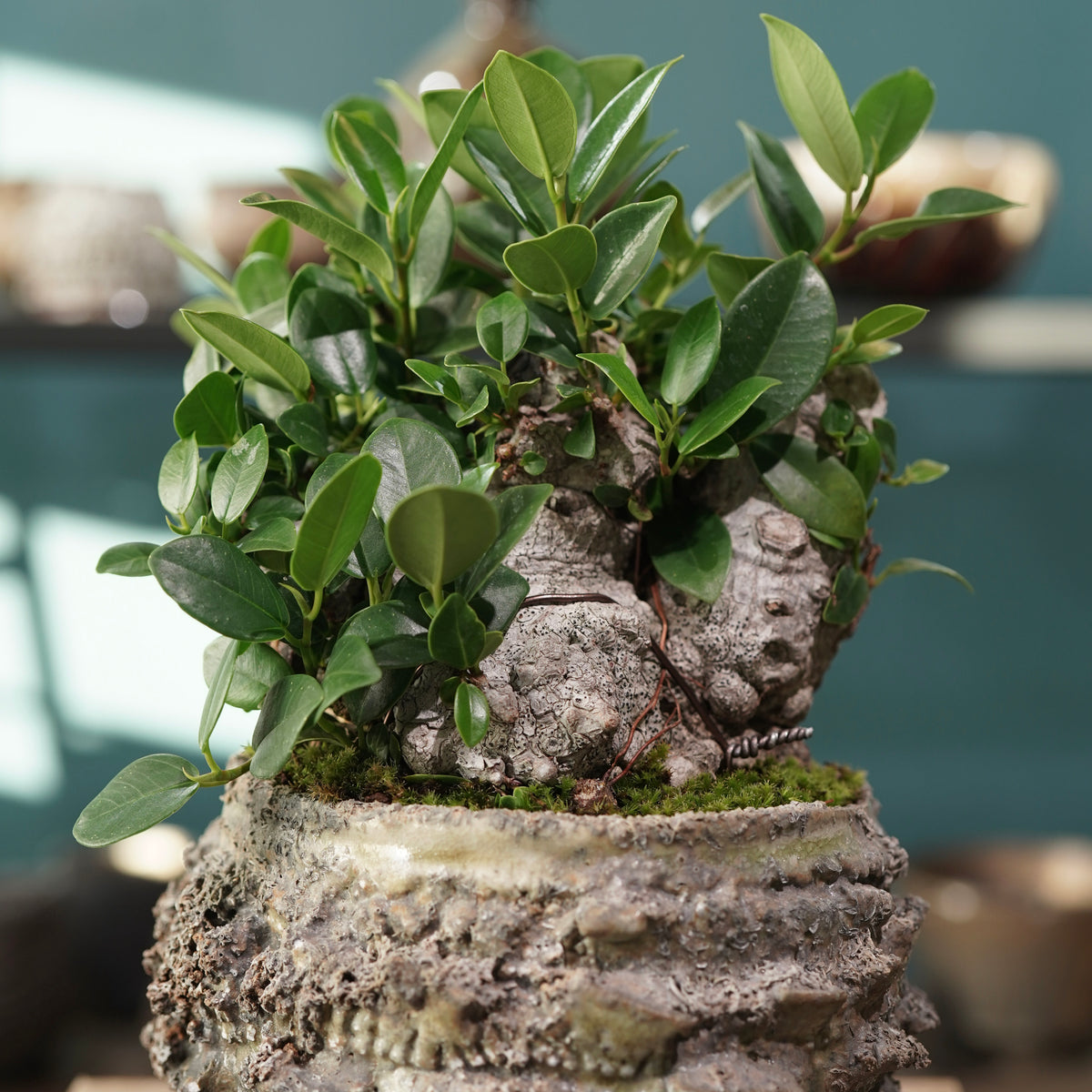 Ficus microcarpa(ガジュマル) × 宮島 將實 ”匣鉢穴窯灰埋焼成鉢” No.3
