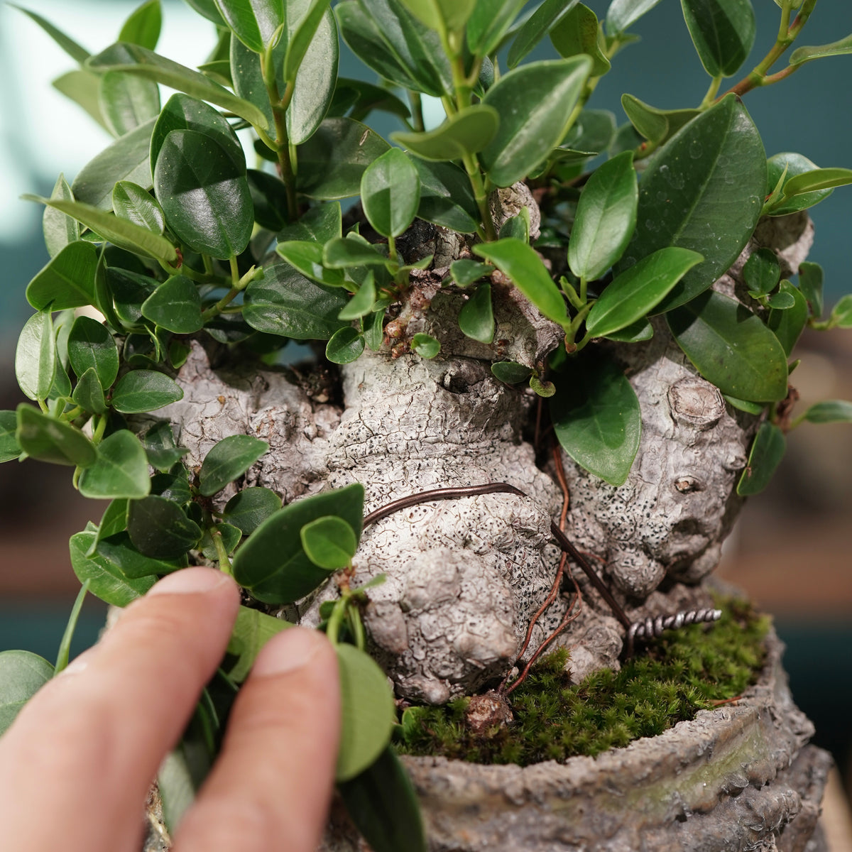 Ficus microcarpa(ガジュマル) × 宮島 將實 ”匣鉢穴窯灰埋焼成鉢” No.3