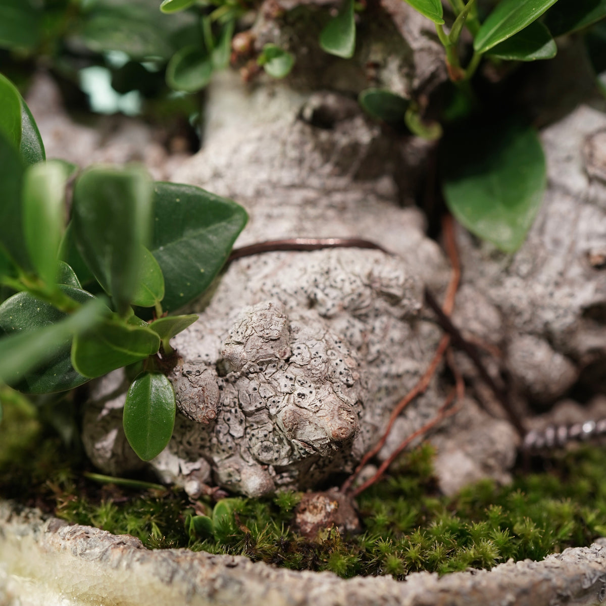 Ficus microcarpa(ガジュマル) × 宮島 將實 ”匣鉢穴窯灰埋焼成鉢” No.3