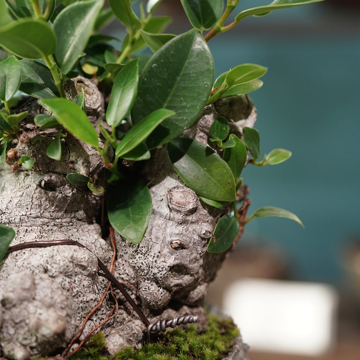 Ficus microcarpa(ガジュマル) × 宮島 將實 ”匣鉢穴窯灰埋焼成鉢” No.3