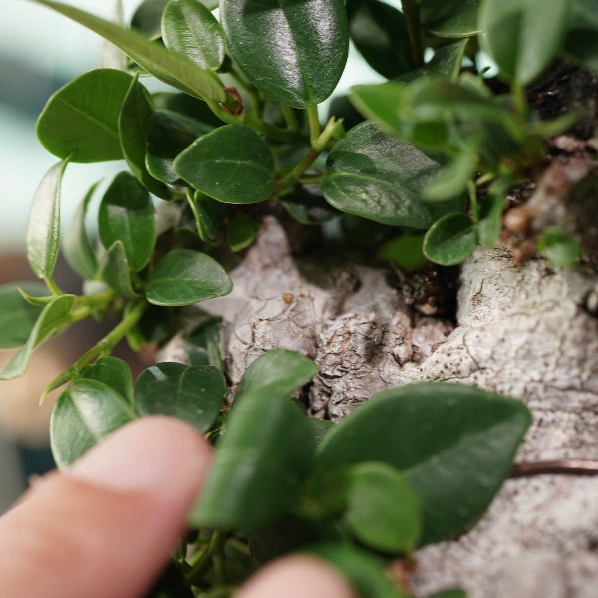 Ficus microcarpa(ガジュマル) × 宮島 將實 ”匣鉢穴窯灰埋焼成鉢” No.3