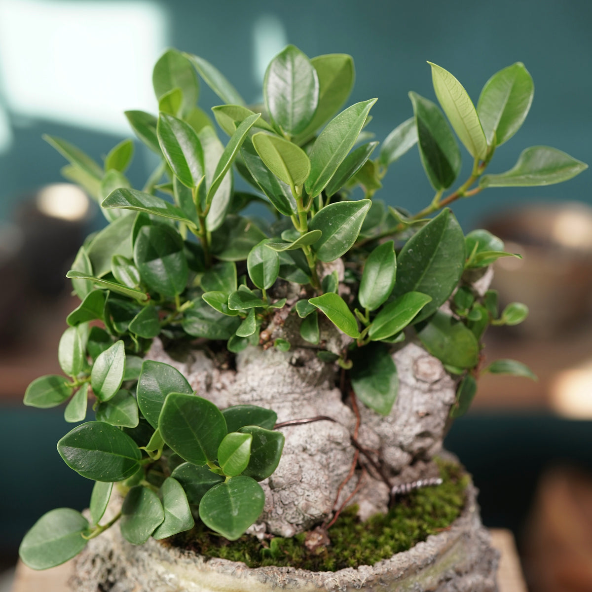 Ficus microcarpa(ガジュマル) × 宮島 將實 ”匣鉢穴窯灰埋焼成鉢” No.3