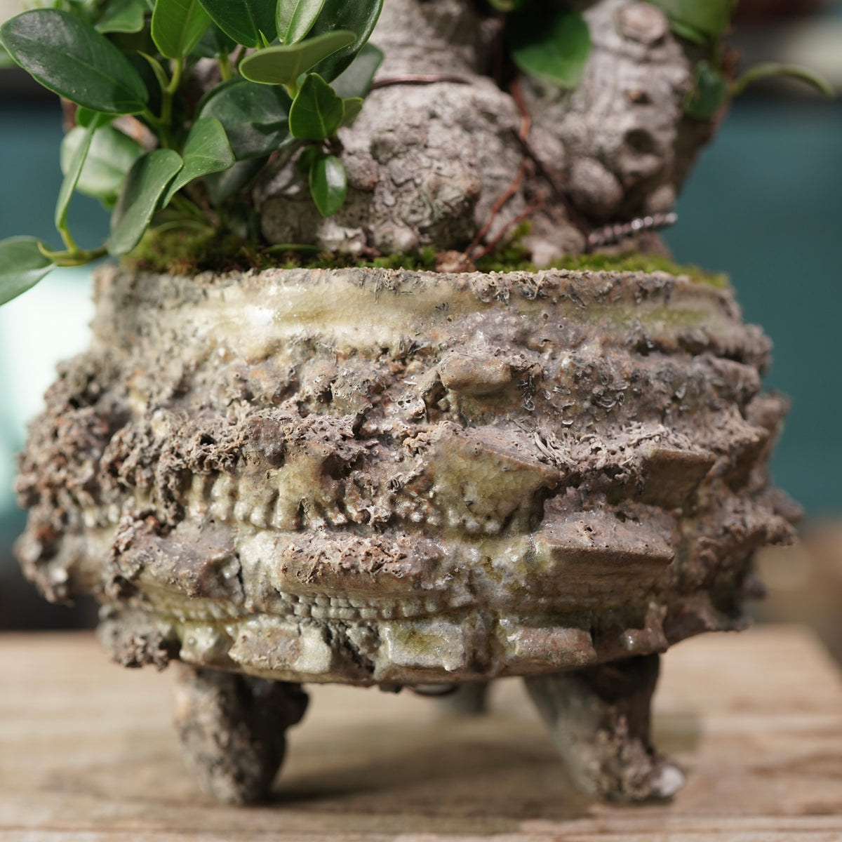 Ficus microcarpa(ガジュマル) × 宮島 將實 ”匣鉢穴窯灰埋焼成鉢” No.3