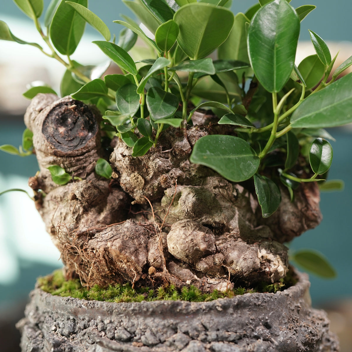 Ficus microcarpa(ガジュマル) × 宮島 將實 ”匣鉢穴窯灰埋焼成鉢” No.3