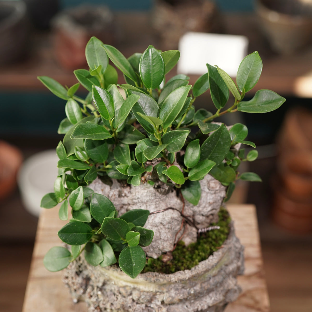 Ficus microcarpa(ガジュマル) × 宮島 將實 ”匣鉢穴窯灰埋焼成鉢” No.3