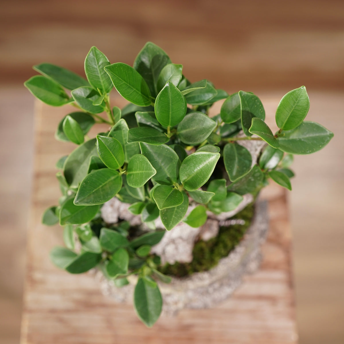 Ficus microcarpa(ガジュマル) × 宮島 將實 ”匣鉢穴窯灰埋焼成鉢” No.3