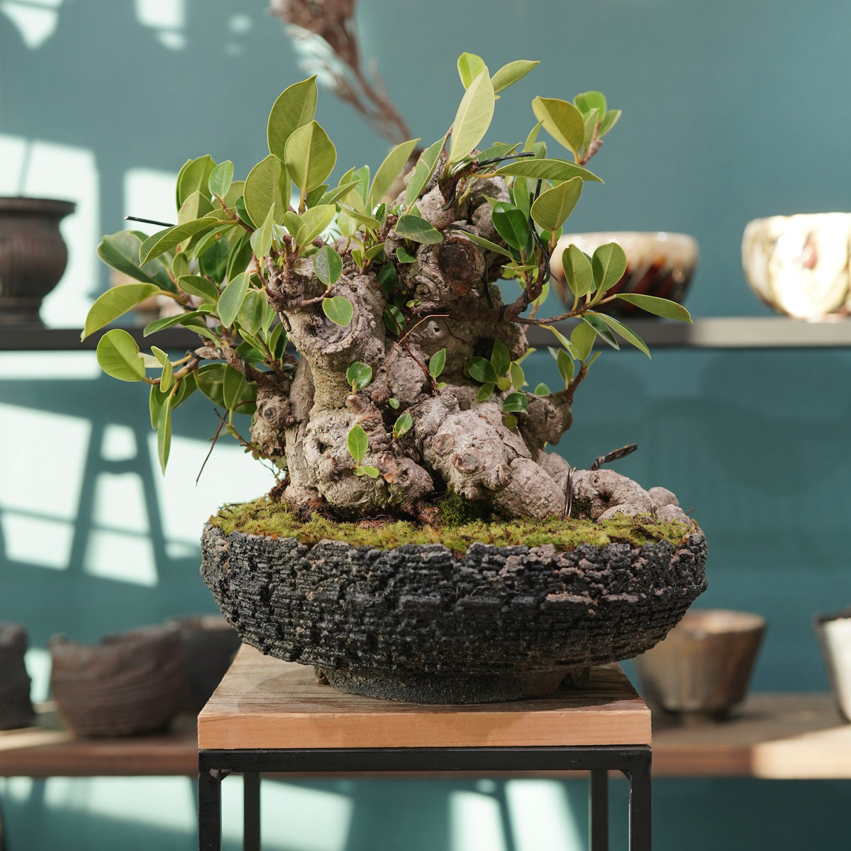 Ficus microcarpa(ガジュマル) × 宮島 將實 ”匣鉢穴窯灰埋焼成鉢” No.2