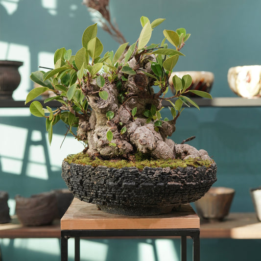 Ficus microcarpa(ガジュマル) × 宮島 將實 ”匣鉢穴窯灰埋焼成鉢” No.2