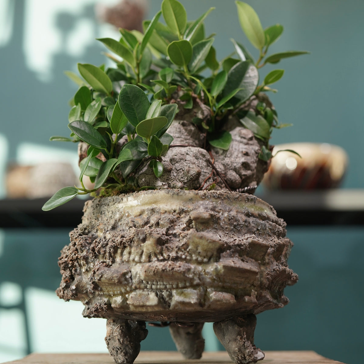 Ficus microcarpa(ガジュマル) × 宮島 將實 ”匣鉢穴窯灰埋焼成鉢” No.3