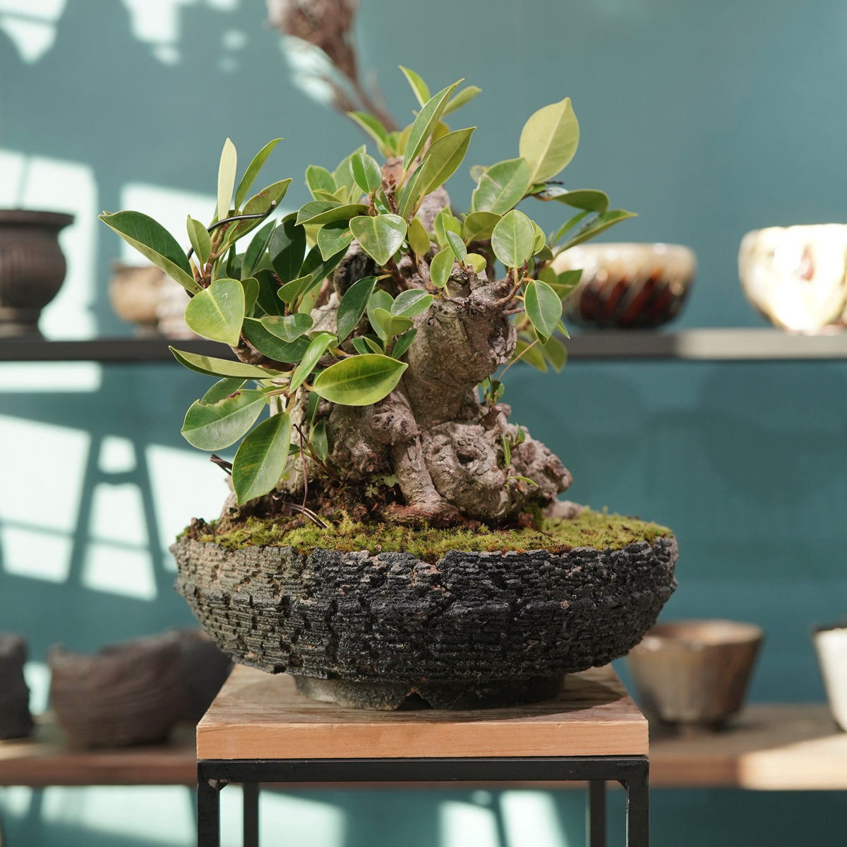 Ficus microcarpa(ガジュマル) × 宮島 將實 ”匣鉢穴窯灰埋焼成鉢” No.2