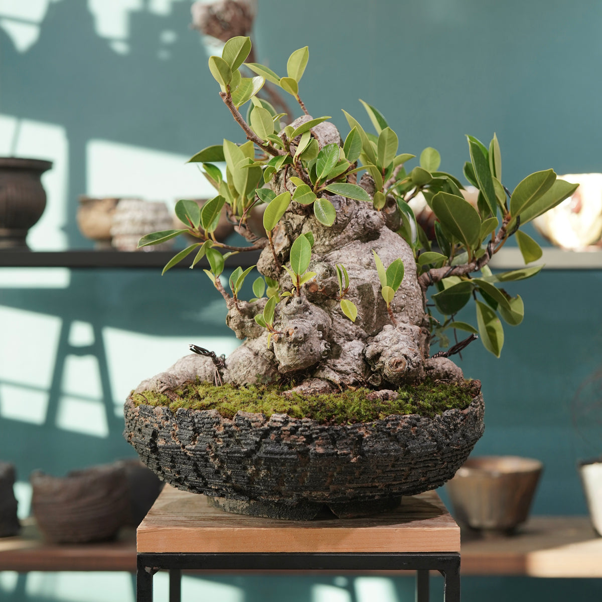 Ficus microcarpa(ガジュマル) × 宮島 將實 ”匣鉢穴窯灰埋焼成鉢” No.2