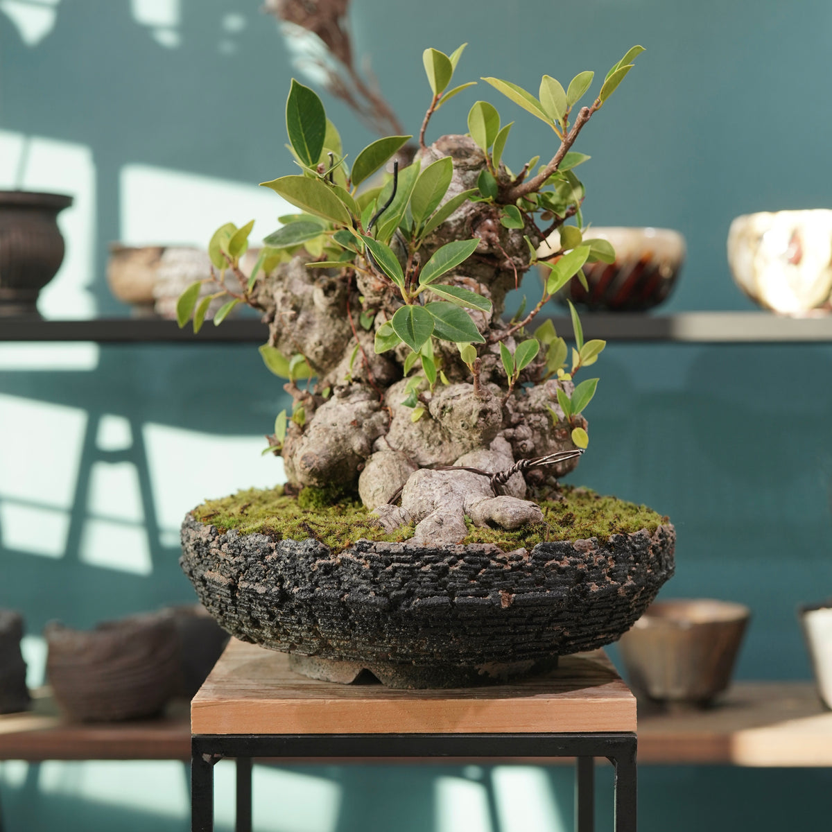 Ficus microcarpa(ガジュマル) × 宮島 將實 ”匣鉢穴窯灰埋焼成鉢” No.2