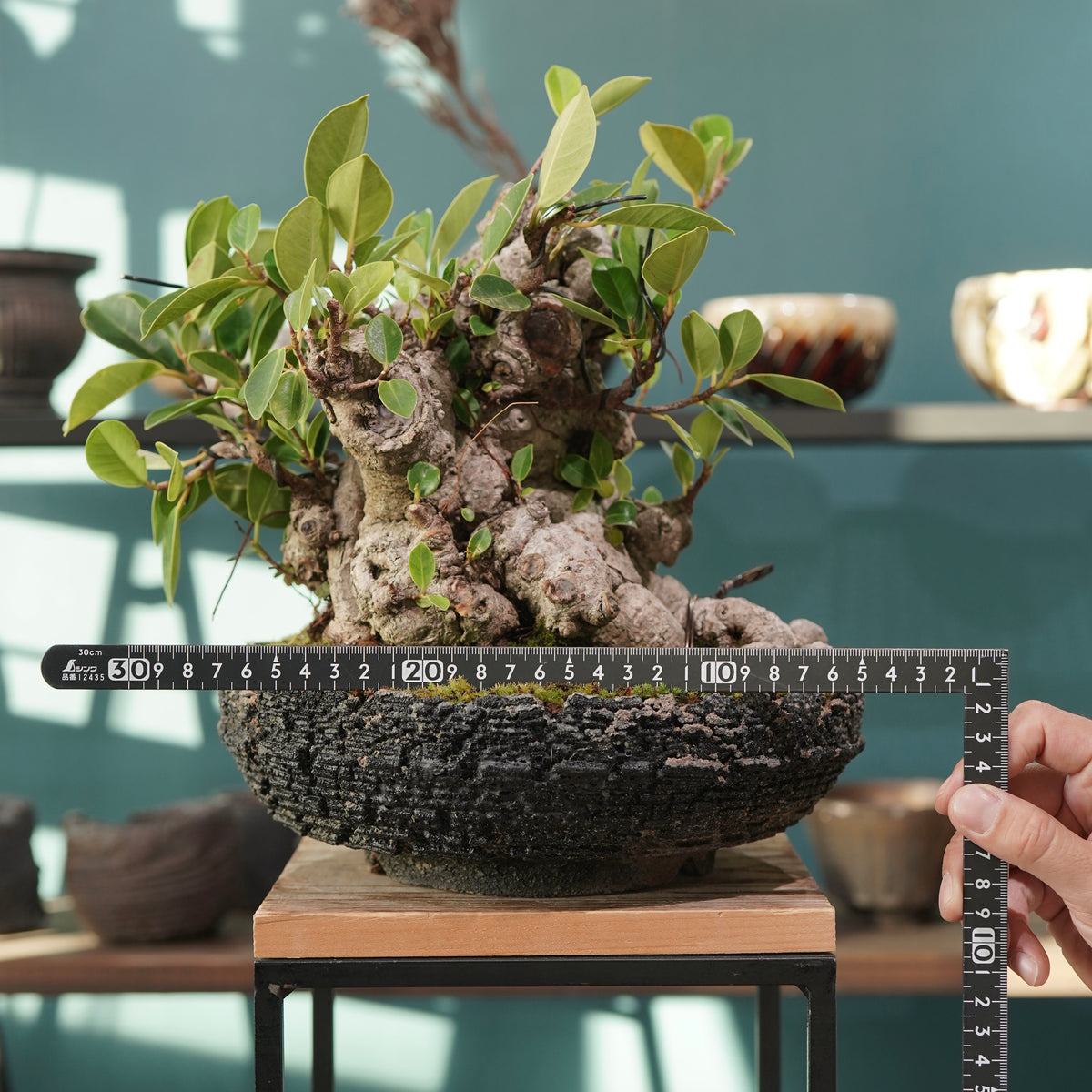 Ficus microcarpa(ガジュマル) × 宮島 將實 ”匣鉢穴窯灰埋焼成鉢” No.2