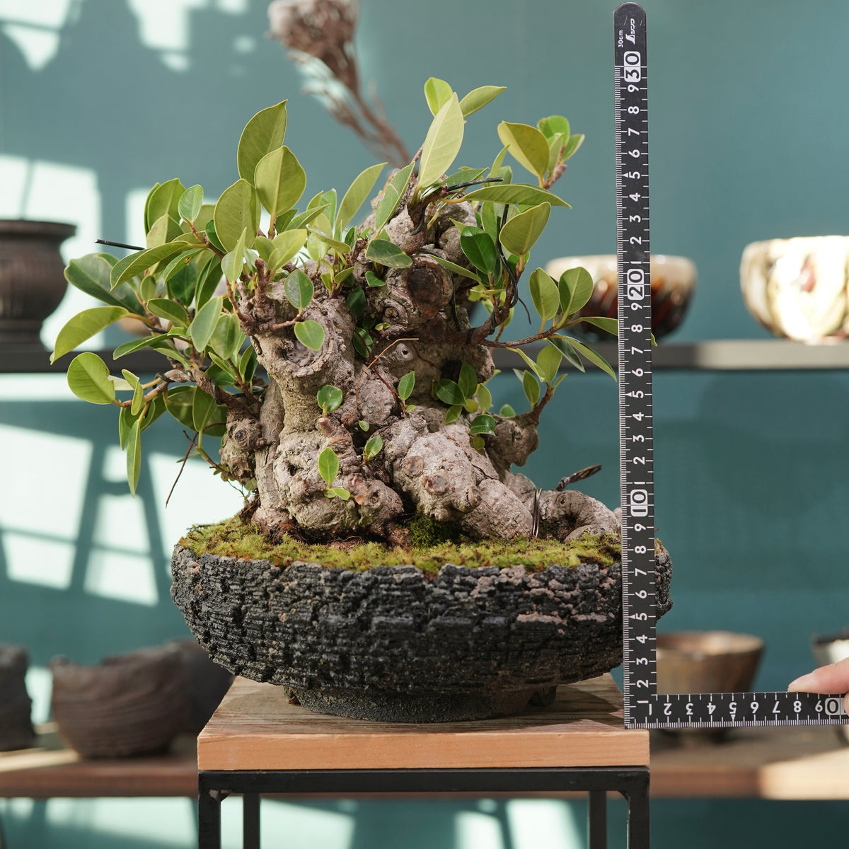 Ficus microcarpa(ガジュマル) × 宮島 將實 ”匣鉢穴窯灰埋焼成鉢” No.2