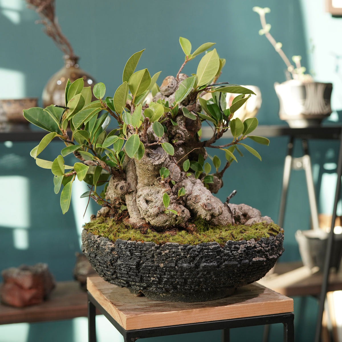 Ficus microcarpa(ガジュマル) × 宮島 將實 ”匣鉢穴窯灰埋焼成鉢” No.2