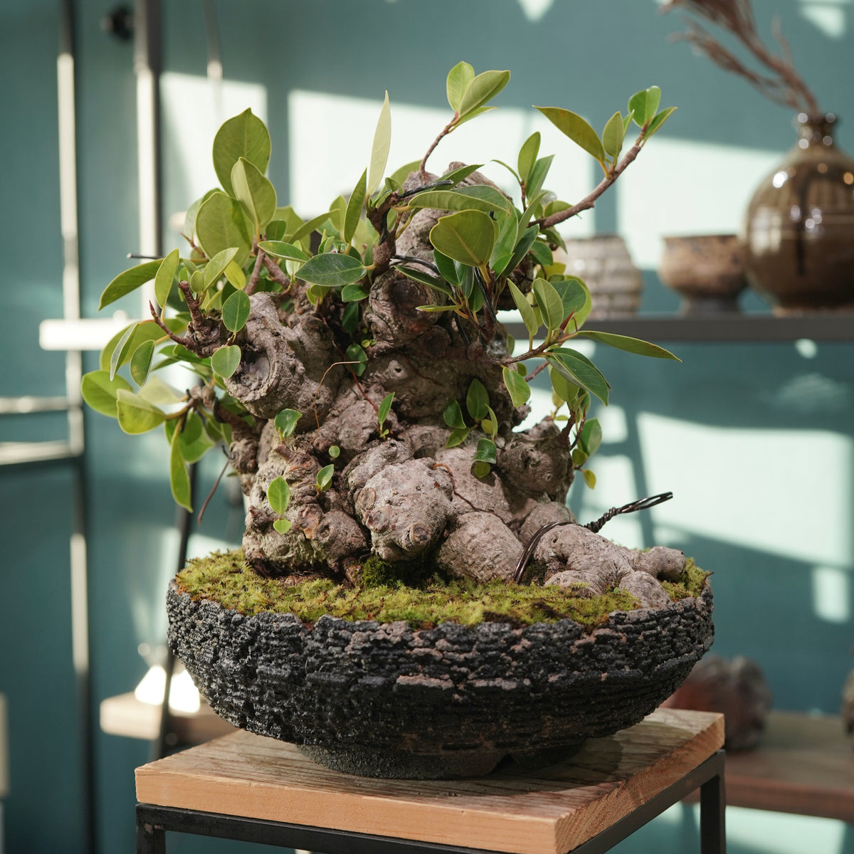 Ficus microcarpa(ガジュマル) × 宮島 將實 ”匣鉢穴窯灰埋焼成鉢” No.2