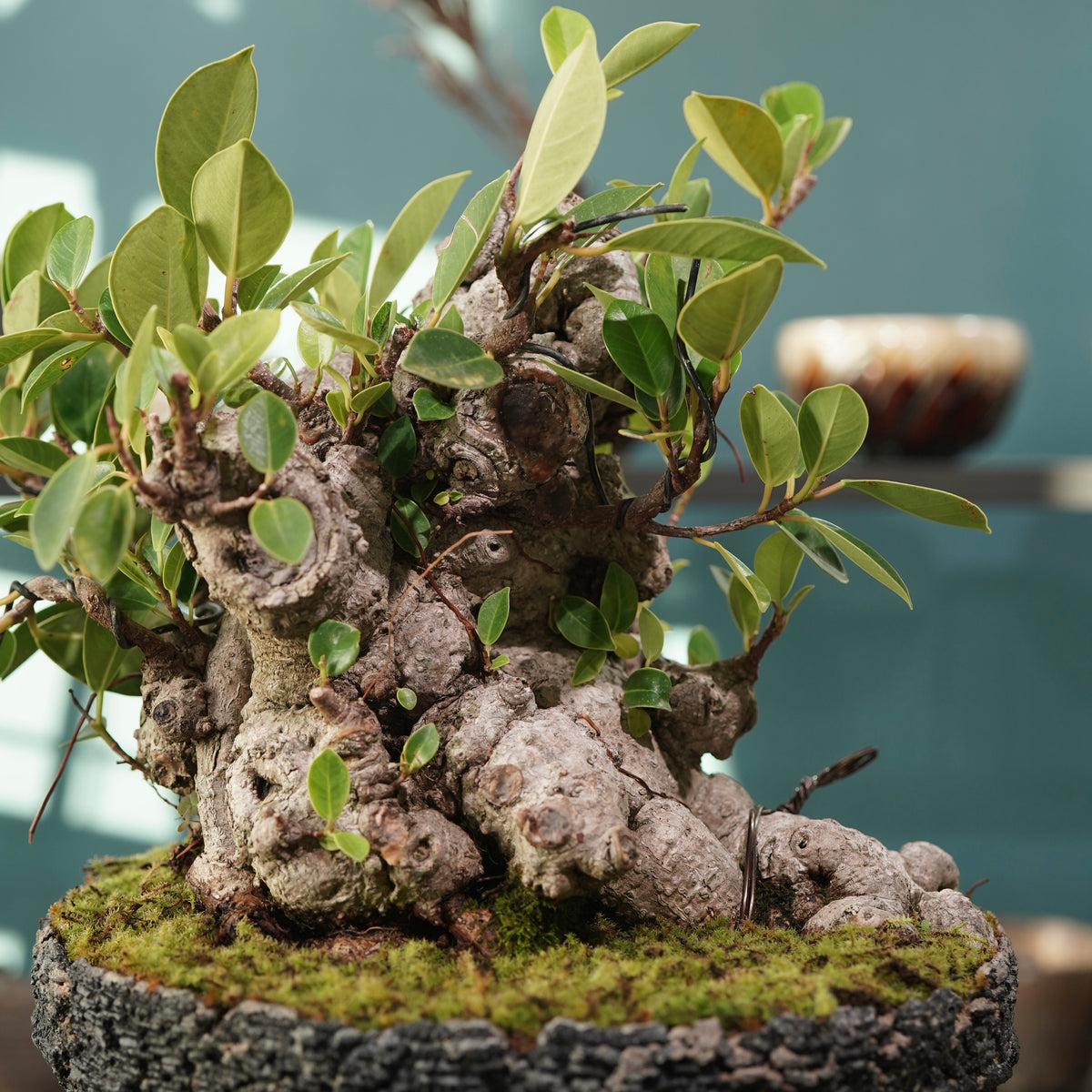 Ficus microcarpa(ガジュマル) × 宮島 將實 ”匣鉢穴窯灰埋焼成鉢” No.2