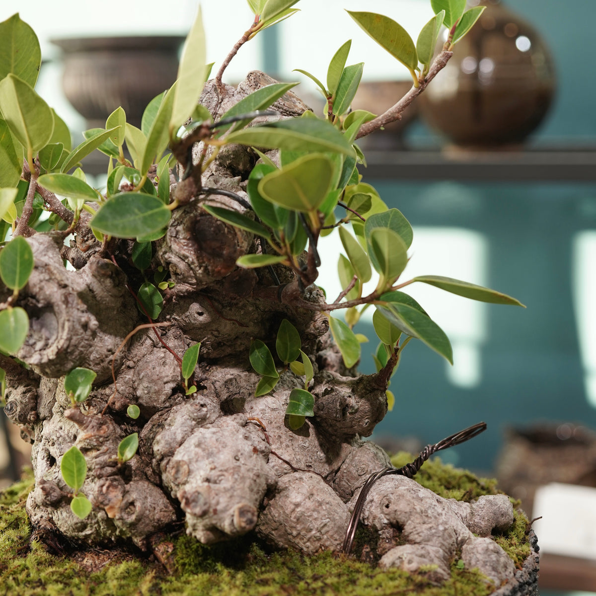 Ficus microcarpa(ガジュマル) × 宮島 將實 ”匣鉢穴窯灰埋焼成鉢” No.2