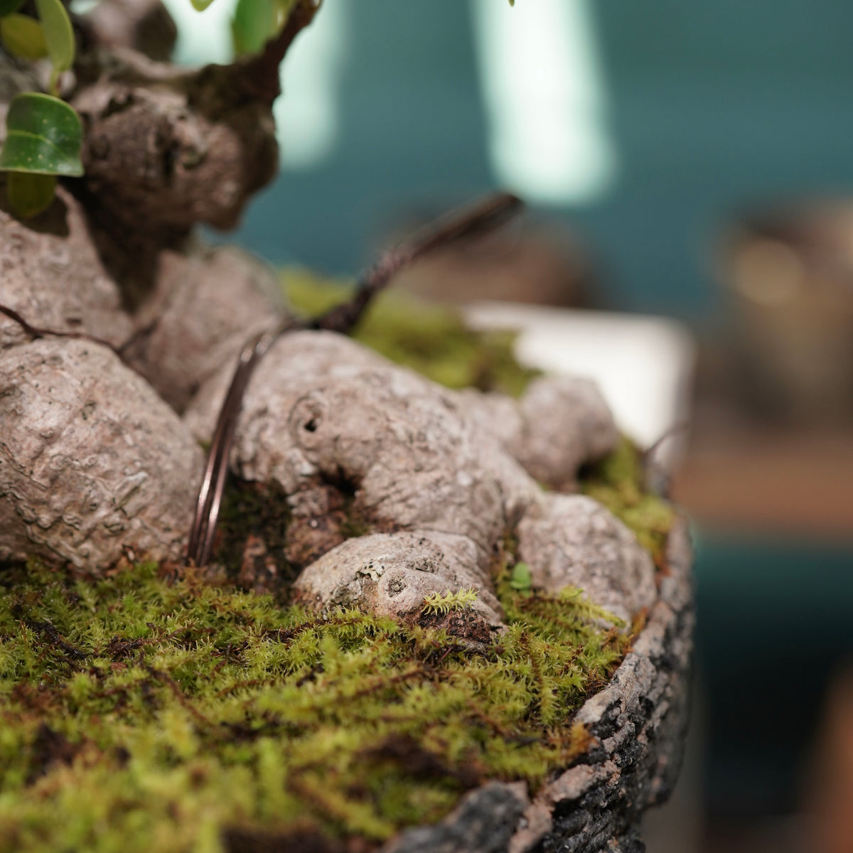 Ficus microcarpa(ガジュマル) × 宮島 將實 ”匣鉢穴窯灰埋焼成鉢” No.2