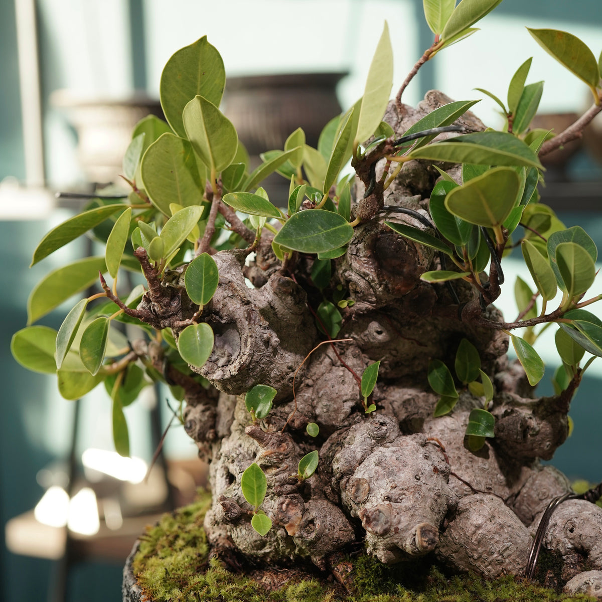 Ficus microcarpa(ガジュマル) × 宮島 將實 ”匣鉢穴窯灰埋焼成鉢” No.2