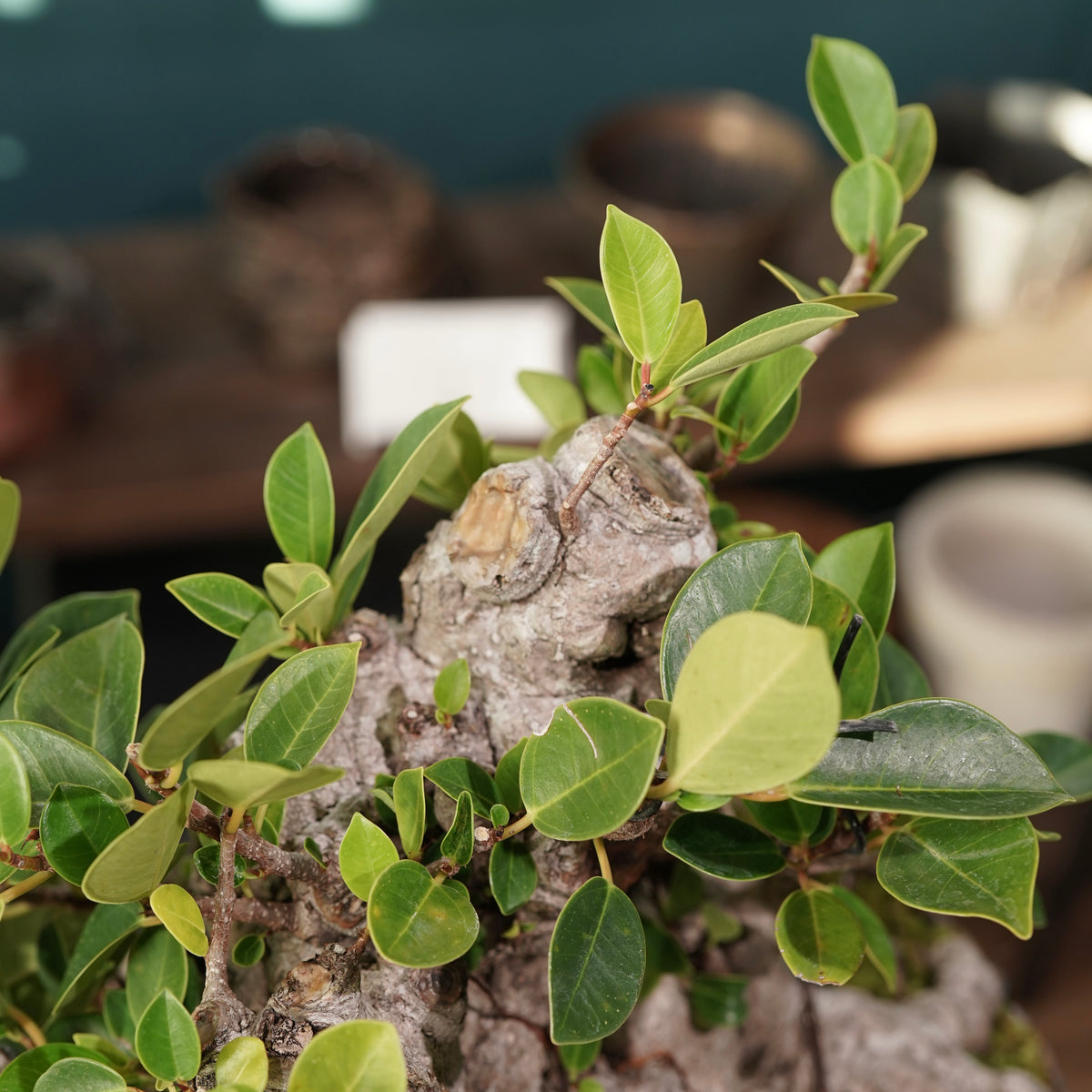 Ficus microcarpa(ガジュマル) × 宮島 將實 ”匣鉢穴窯灰埋焼成鉢” No.2