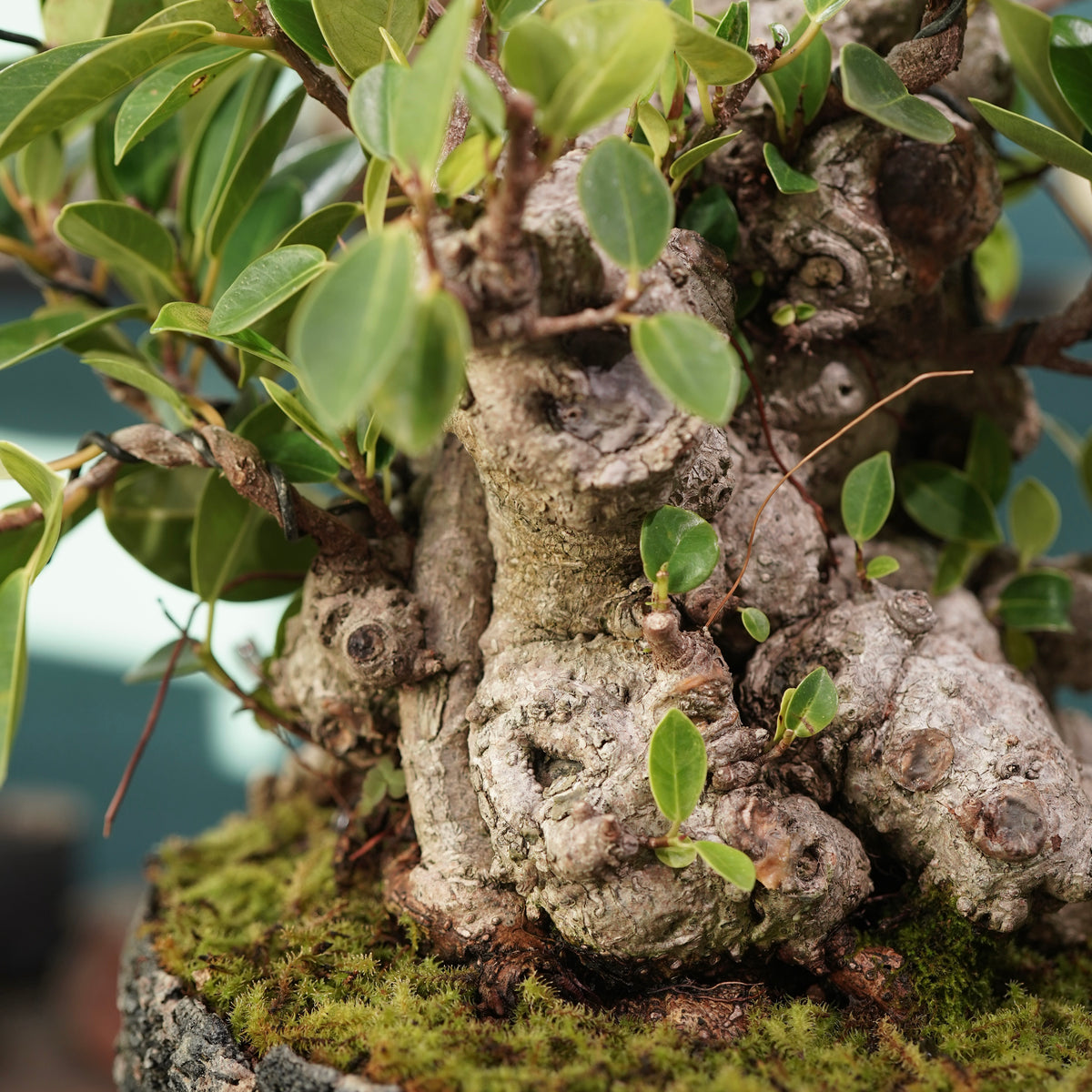 Ficus microcarpa(ガジュマル) × 宮島 將實 ”匣鉢穴窯灰埋焼成鉢” No.2