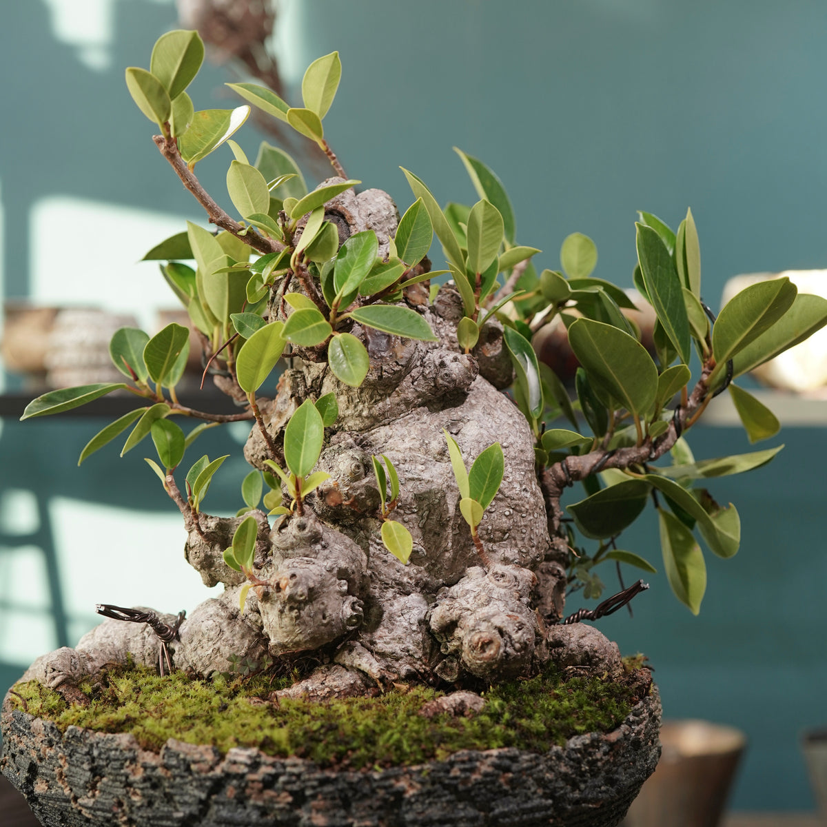 Ficus microcarpa(ガジュマル) × 宮島 將實 ”匣鉢穴窯灰埋焼成鉢” No.2