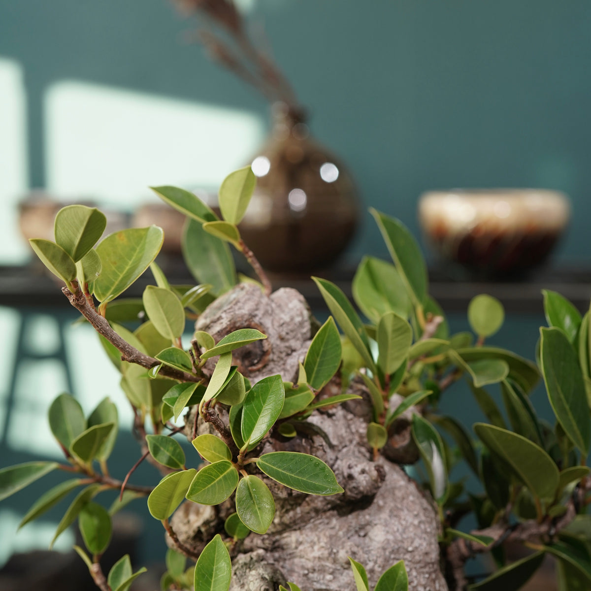 Ficus microcarpa(ガジュマル) × 宮島 將實 ”匣鉢穴窯灰埋焼成鉢” No.2