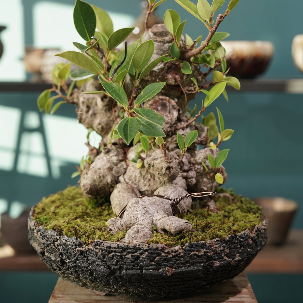Ficus microcarpa(ガジュマル) × 宮島 將實 ”匣鉢穴窯灰埋焼成鉢” No.2