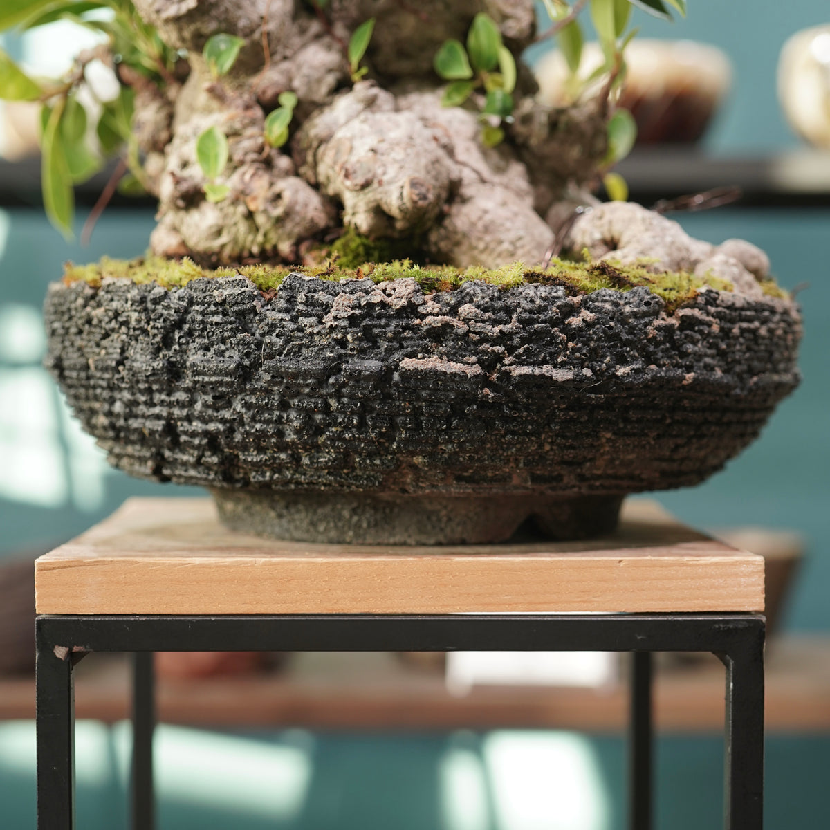 Ficus microcarpa(ガジュマル) × 宮島 將實 ”匣鉢穴窯灰埋焼成鉢” No.2