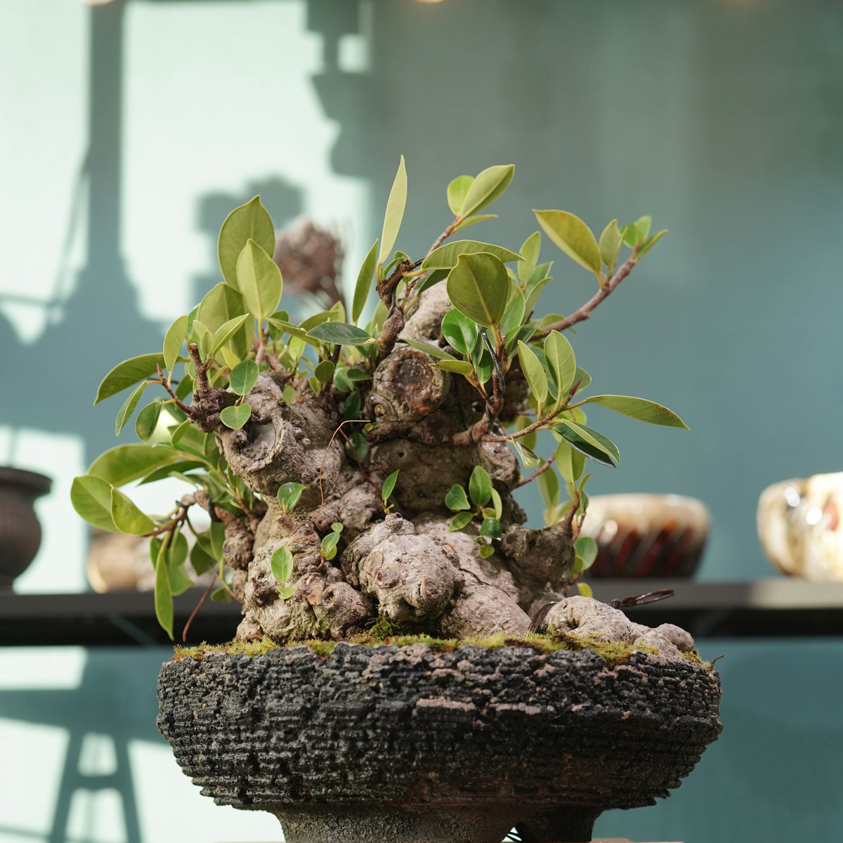 Ficus microcarpa(ガジュマル) × 宮島 將實 ”匣鉢穴窯灰埋焼成鉢” No.2