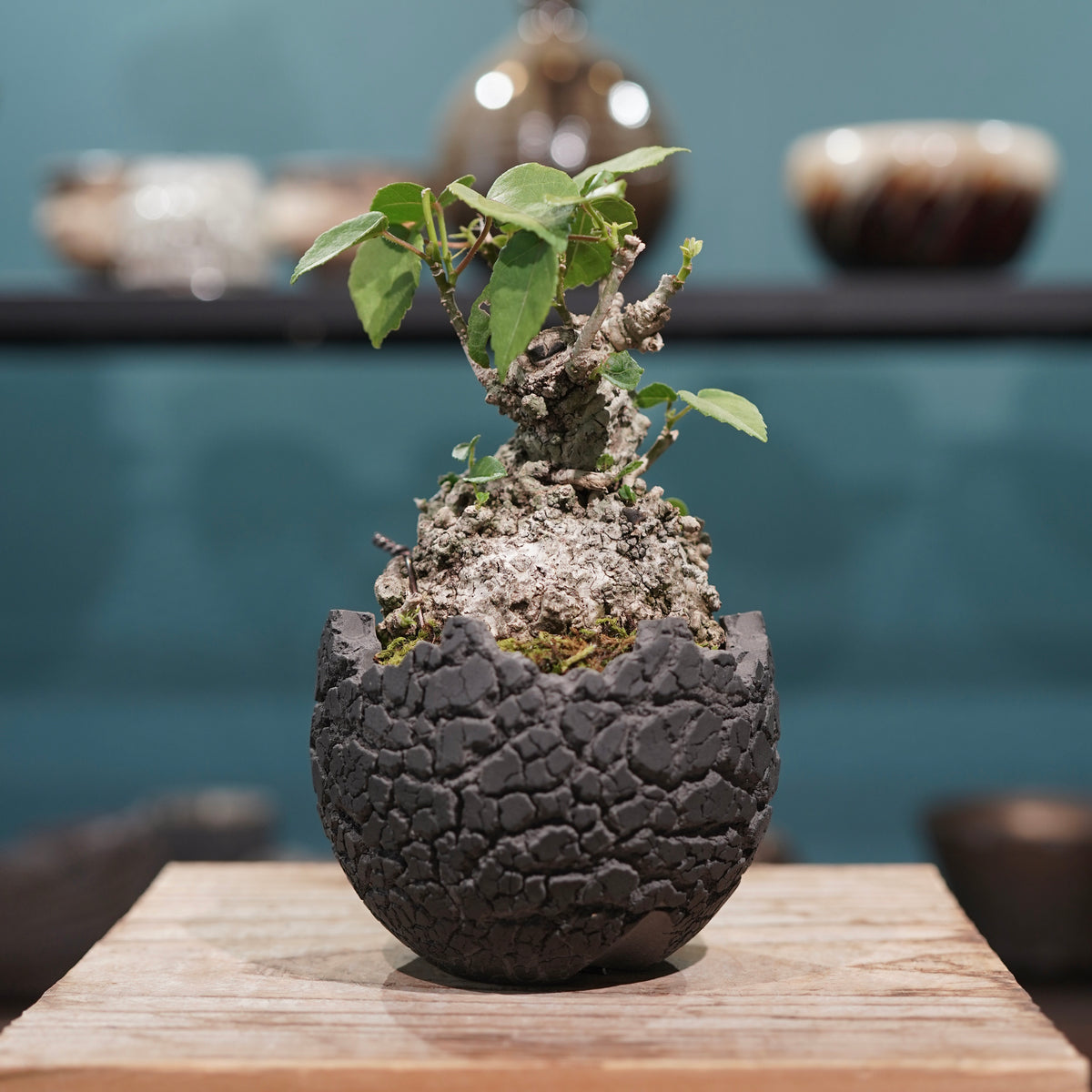 Hibiscus tiliaceus L.(オオハマボウ) × konect tokyo “fang” ss