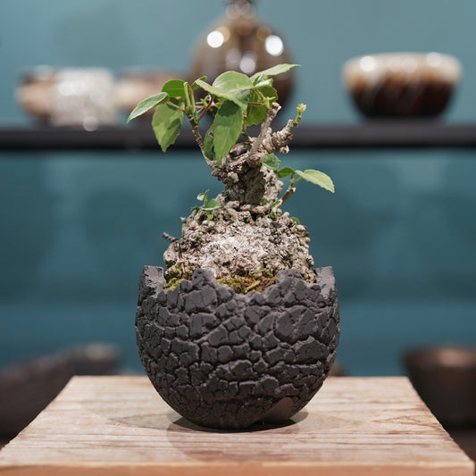 Hibiscus tiliaceus L.(オオハマボウ) × konect tokyo “fang” ss