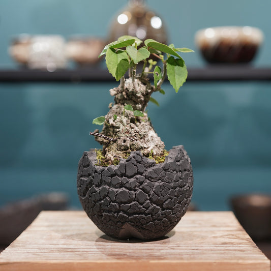 Hibiscus tiliaceus L.(オオハマボウ) × konect tokyo “fang” ss
