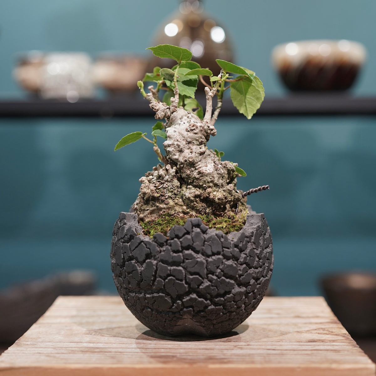 Hibiscus tiliaceus L.(オオハマボウ) × konect tokyo “fang” ss