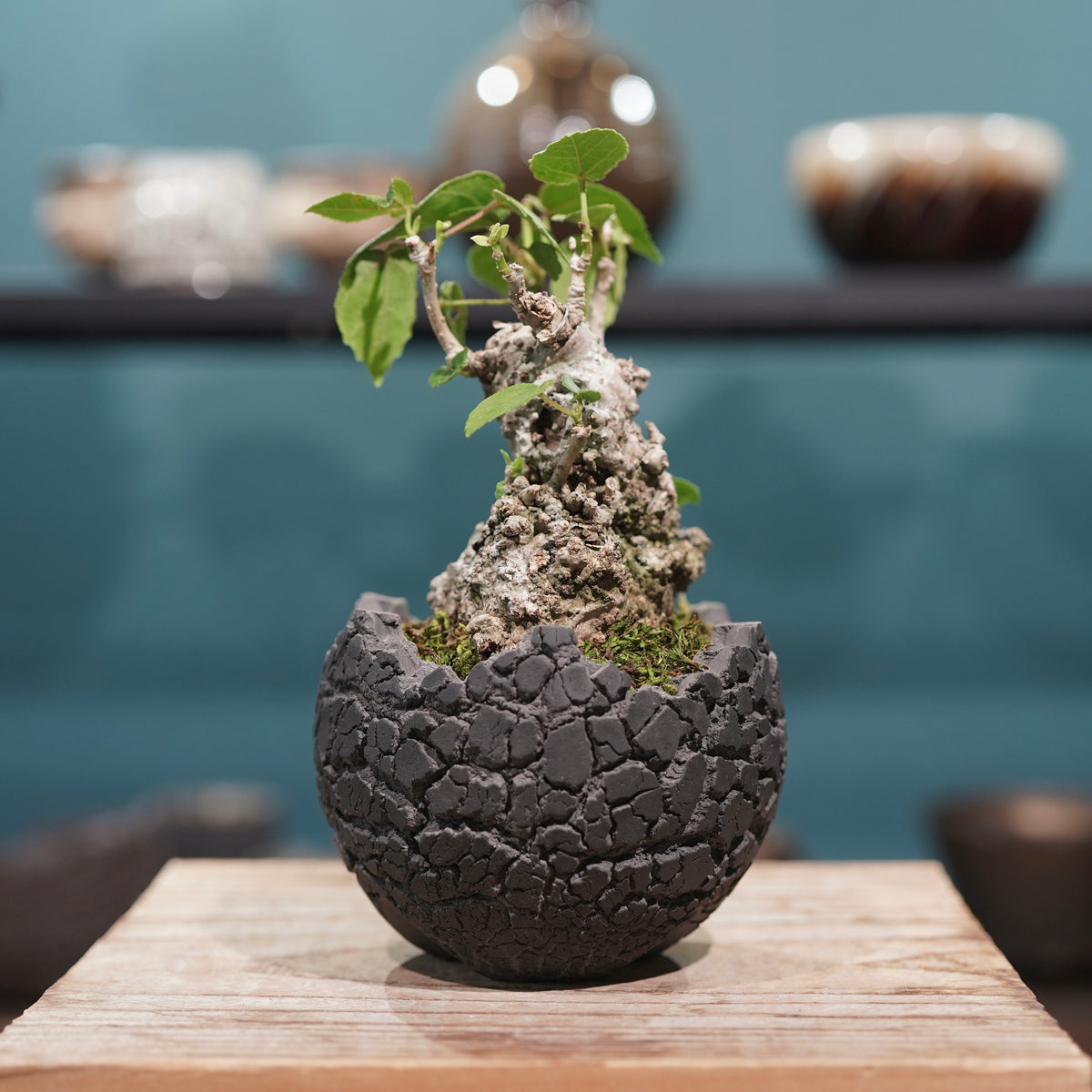 Hibiscus tiliaceus L.(オオハマボウ) × konect tokyo “fang” ss