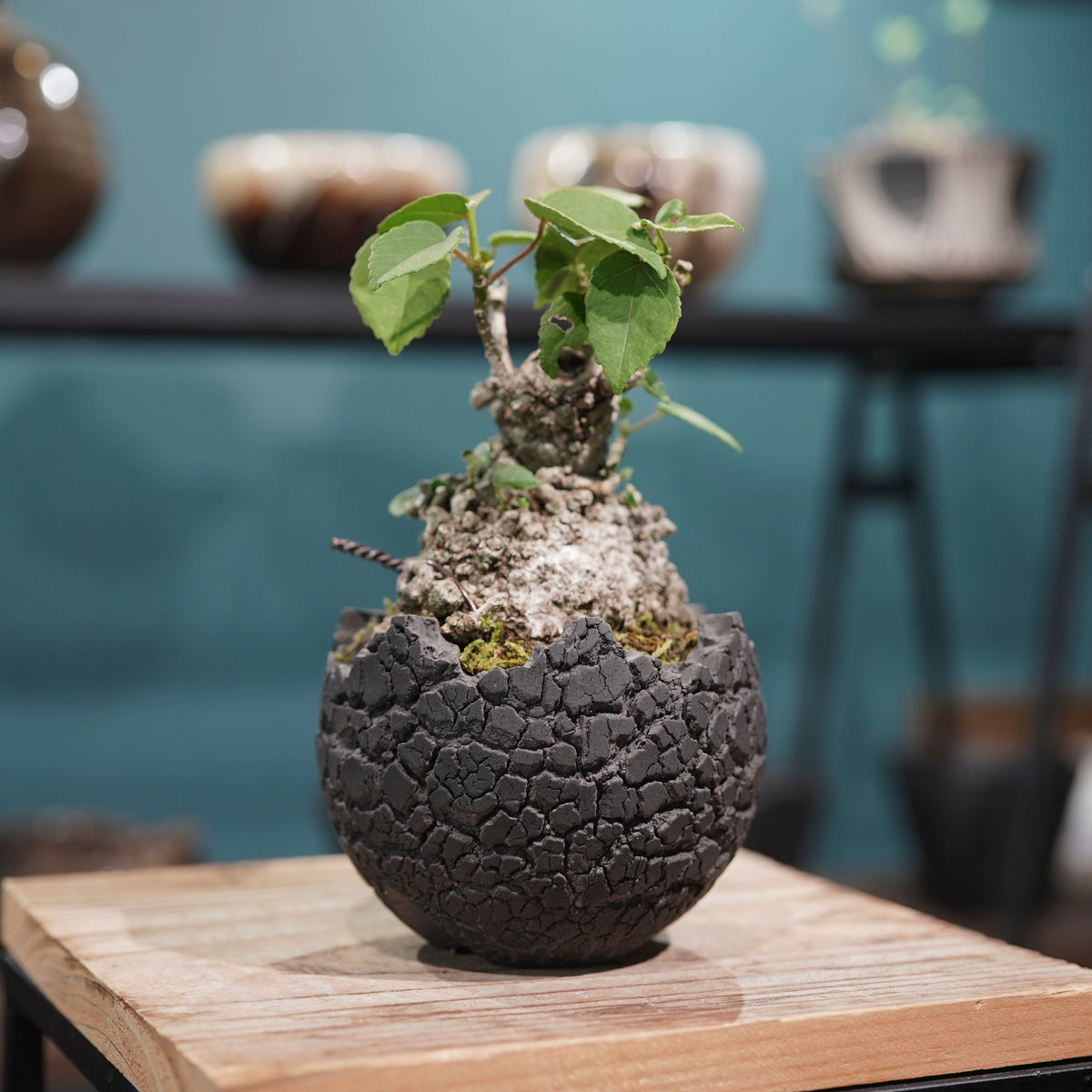 Hibiscus tiliaceus L.(オオハマボウ) × konect tokyo “fang” ss