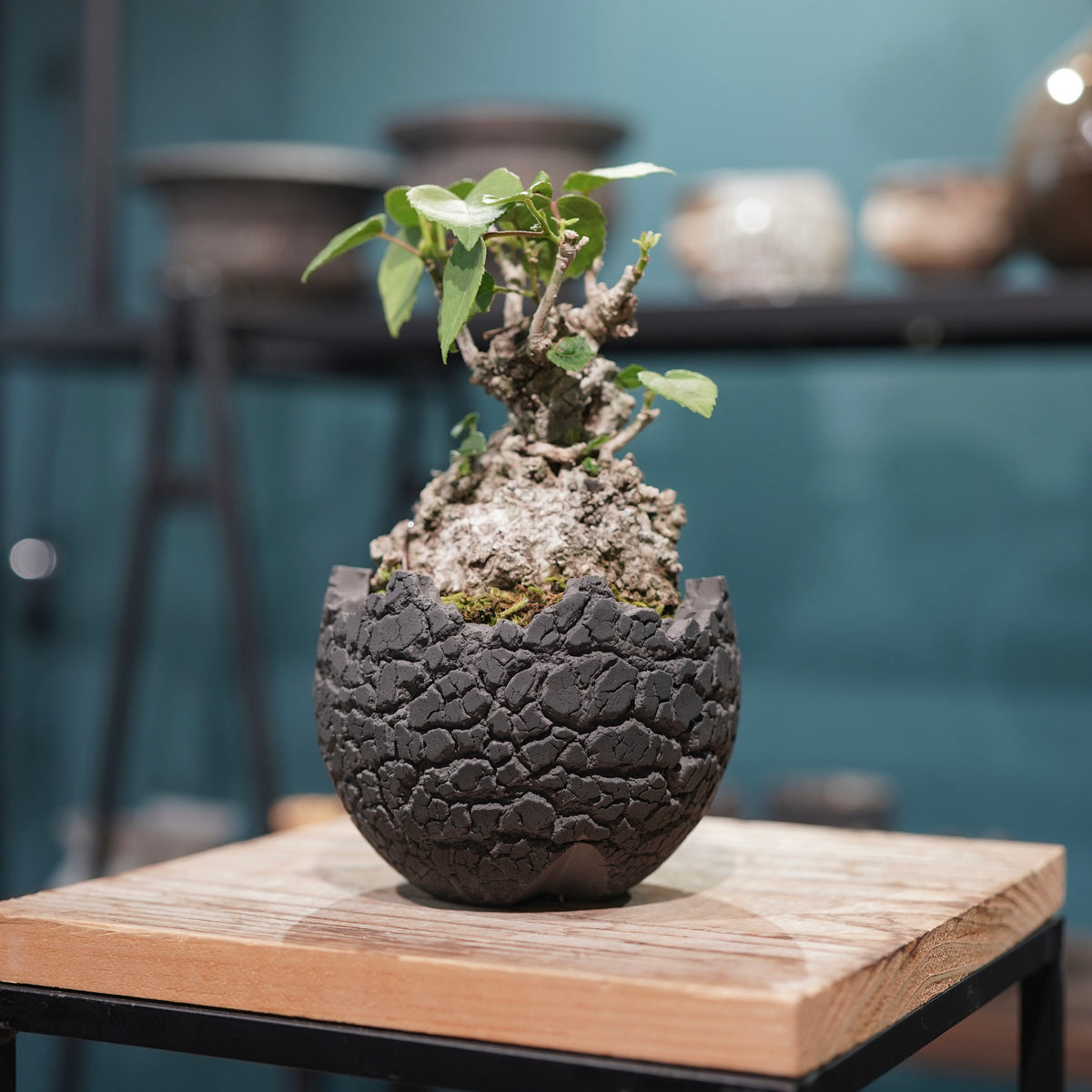 Hibiscus tiliaceus L.(オオハマボウ) × konect tokyo “fang” ss