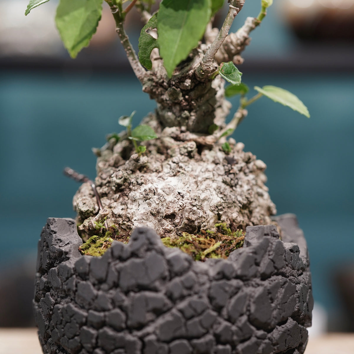 Hibiscus tiliaceus L.(オオハマボウ) × konect tokyo “fang” ss