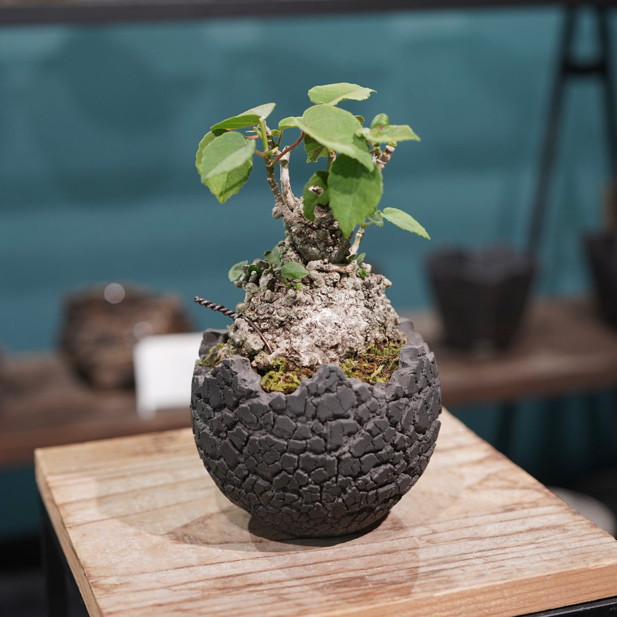 Hibiscus tiliaceus L.(オオハマボウ) × konect tokyo “fang” ss