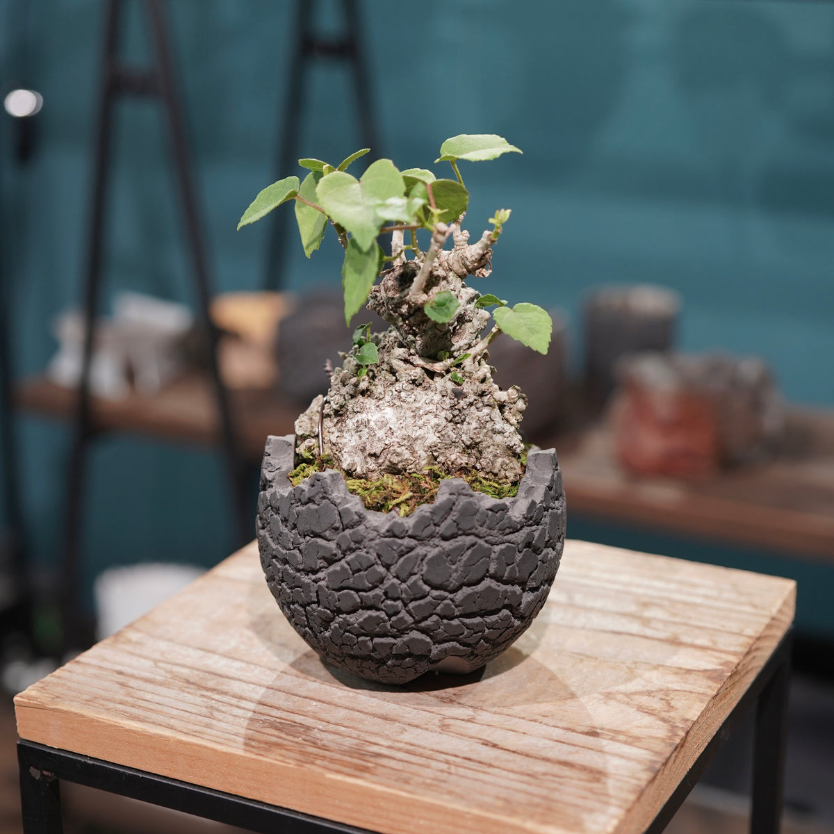 Hibiscus tiliaceus L.(オオハマボウ) × konect tokyo “fang” ss