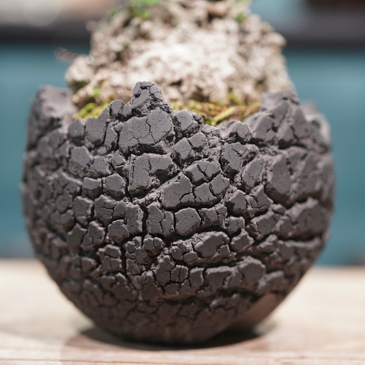 Hibiscus tiliaceus L.(オオハマボウ) × konect tokyo “fang” ss