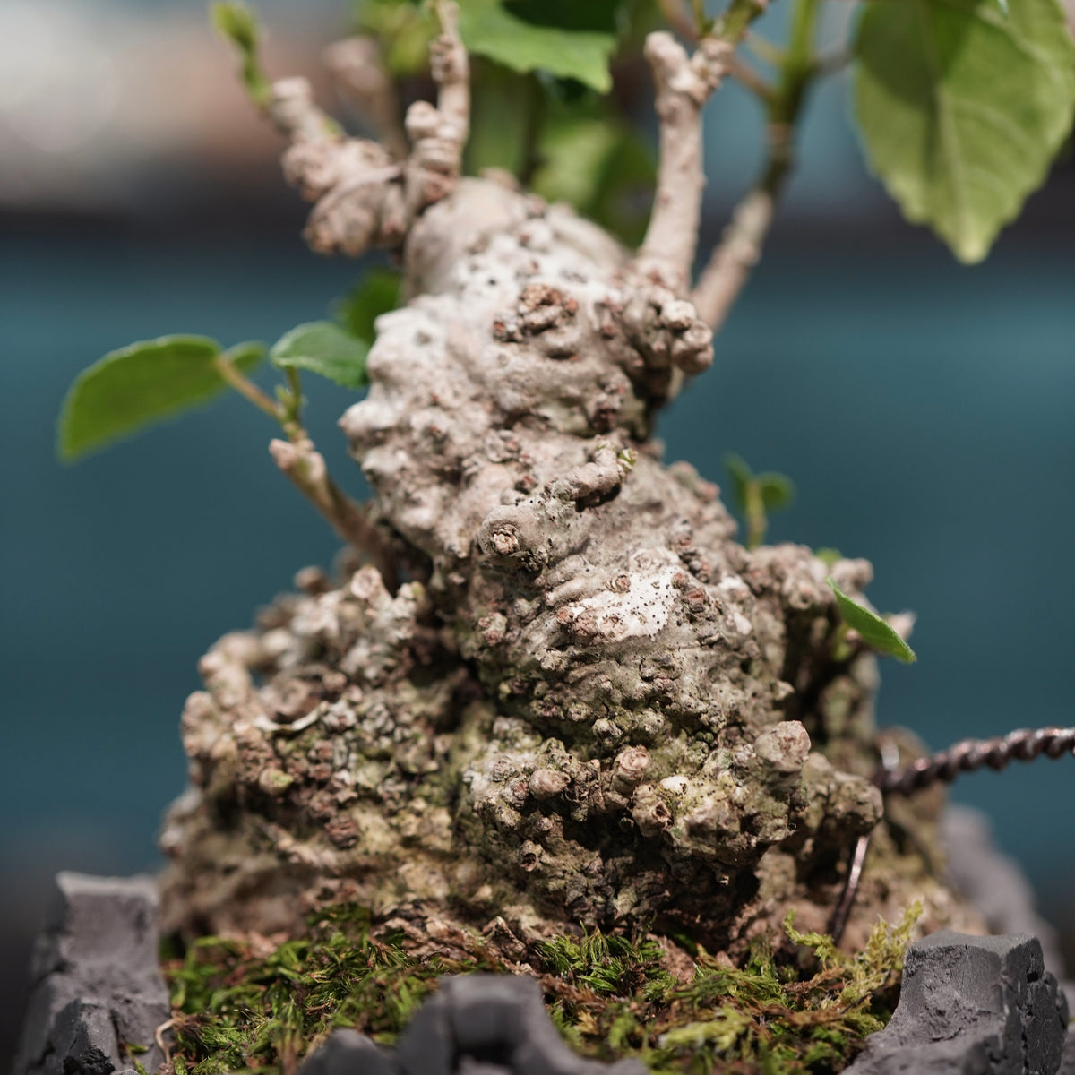 Hibiscus tiliaceus L.(オオハマボウ) × konect tokyo “fang” ss