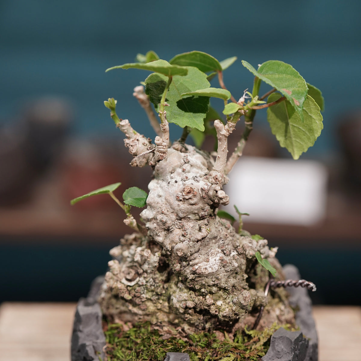 Hibiscus tiliaceus L.(オオハマボウ) × konect tokyo “fang” ss